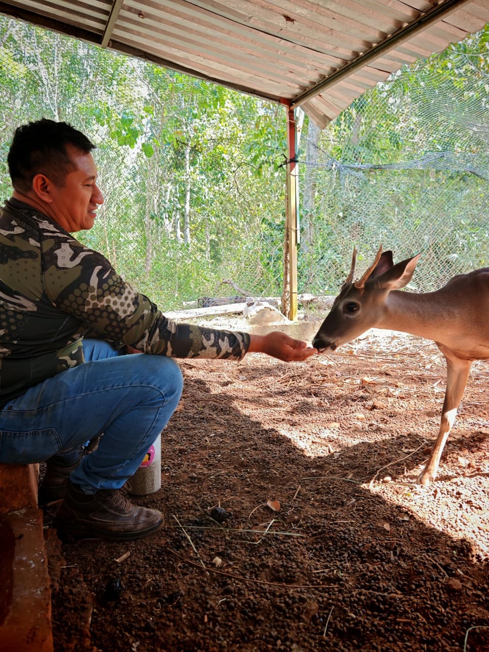 Venado